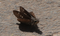 Torbenlarsenia gemella