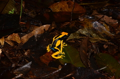 Dendrobates tinctorius