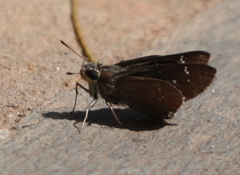 Torbenlarsenia gemella