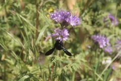 Xylocopa
