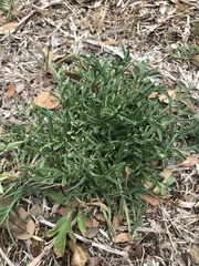 Ratibida columnifera