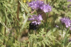 Xylocopa