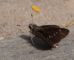 Torbenlarsenia gemella