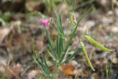 Lathyrus digitatus