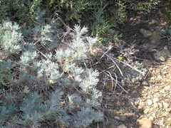 Astragalus arnacantha