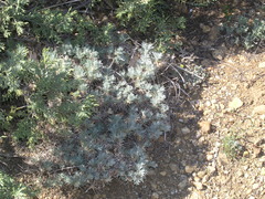 Astragalus arnacantha