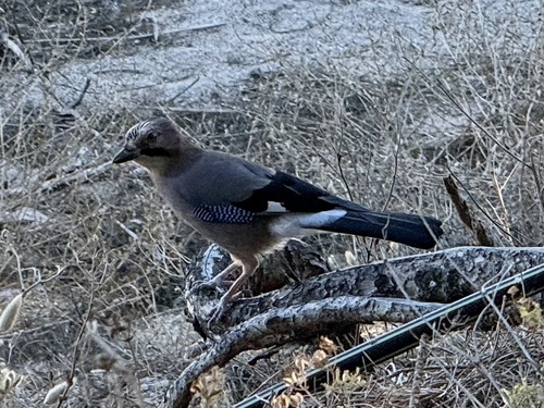 Eurasian Jay