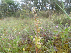 Reseda phyteuma