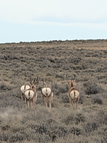 Pronghorn