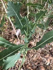 Lactuca serriola