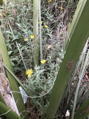 Xanthisma spinulosum