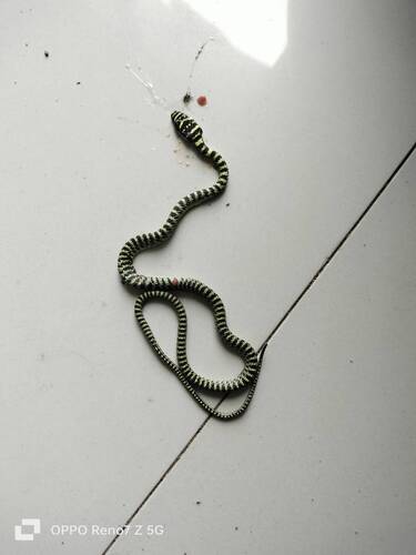 Golden Tree Snake