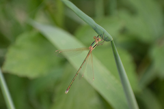 Lestes barbarus