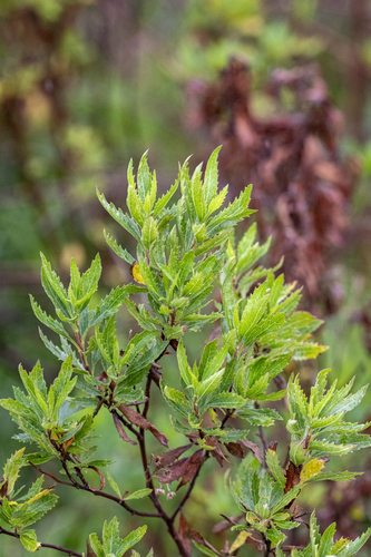 Nidorella ivifolia
