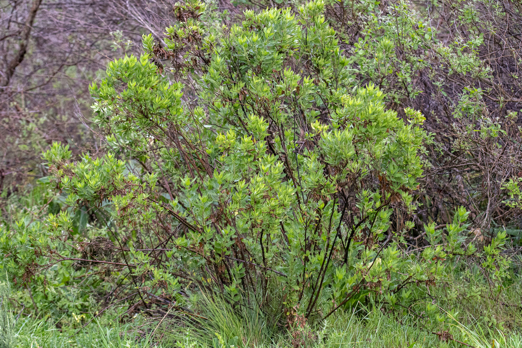 Nidorella ivifolia; photograph (c) magriet b, some rights reserved (CC BY-SA)