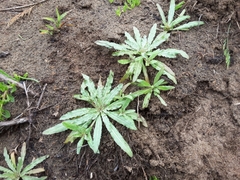 Camissoniopsis micrantha