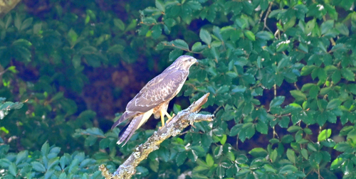 Common Buzzard
