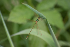 Lestes barbarus