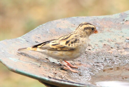 iNaturalist image