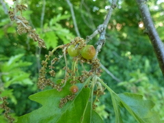 Andricus grossulariae