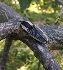 Chalcolepidius limbatus