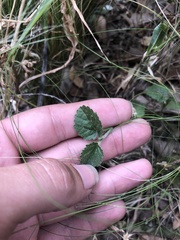 Rhynchosida physocalyx