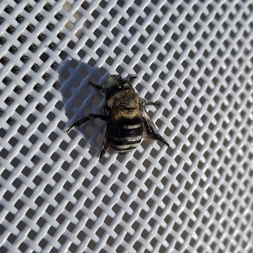 Four-striped Digger Bee