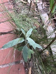 Solanum elaeagnifolium