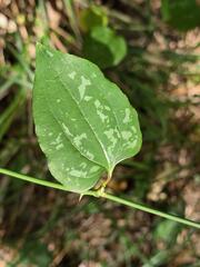 Smilax excelsa