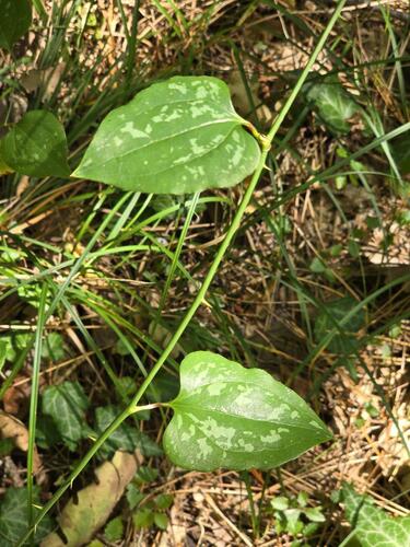 Smilax excelsa, photograph 2