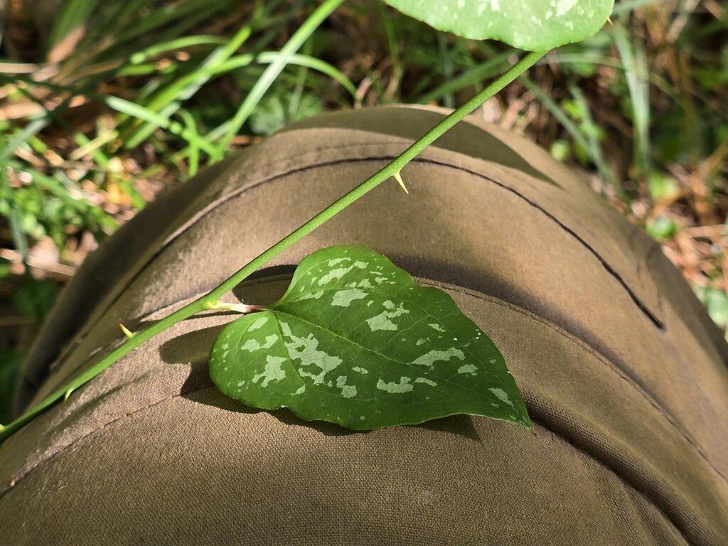 Smilax excelsa; photograph (c) Сергей Голубев, some rights reserved (CC BY)