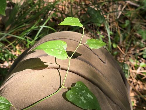 Smilax excelsa, photograph 3