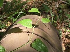 (c) Сергей Голубев, some rights reserved (CC BY) Smilax excelsa, photograph (c) Сергей Голубев, some rights reserved (CC BY)