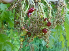 Andricus grossulariae