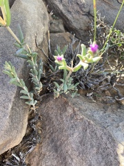 Trichodiadema setuliferum