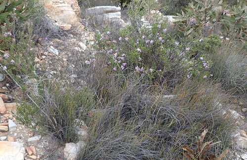Felicia filifolia, photograph 6