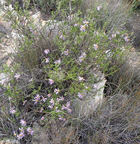 Felicia filifolia, photograph 3