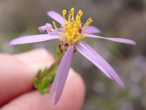 Felicia filifolia, photograph 4