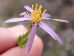 (c) Nicola van Berkel, some rights reserved (CC BY-SA) Felicia filifolia, photograph (c) Nicola van Berkel, some rights reserved (CC BY-SA)