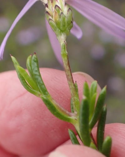 Felicia filifolia, photograph 5
