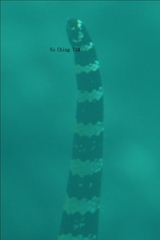 Emydocephalus ijimae