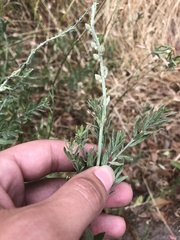 Oenothera suffrutescens