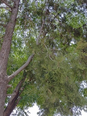 Cupressus lusitanica