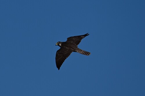 Peregrine Falcon