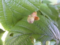 Phytoptus avellanae