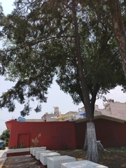 Cupressus lusitanica