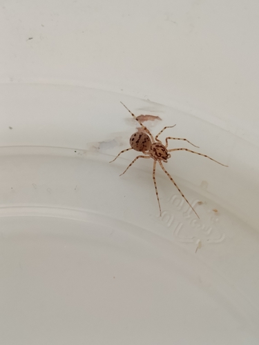 Common Spitting Spider