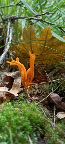 Jelly-antler