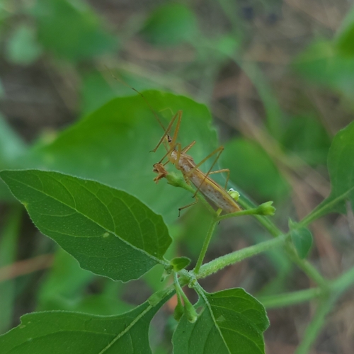Zelus cervicalis