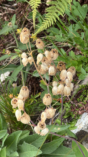 bladder campion